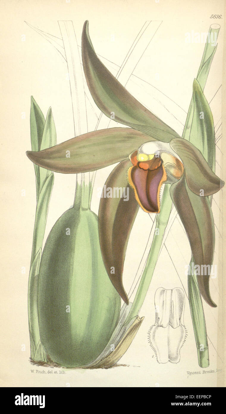 Sudamerlycaste gigantea or Ida gigantea (as Lycaste gigantea) - Curtis' 92 (Ser. 3 no. 22) pl. 5616 (1866) Stock Photo