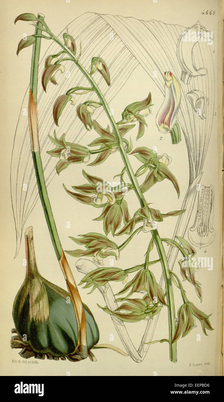 Tainia viridifusca (as Calanthe viridifusca, spelled viridi-fusca) - Curtis' 78 (Ser. 3 no. 8) pl. 4669 (1852) Stock Photo