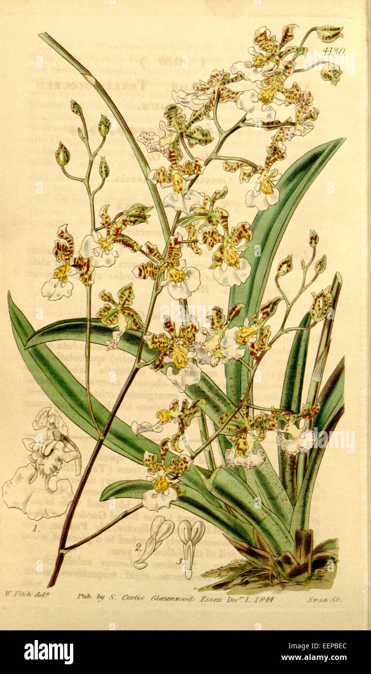 Tolumnia guttata (as Oncidium tricolor) - Curtis' 70 (N.S. 17) pl. 4130 (1844) Stock Photo