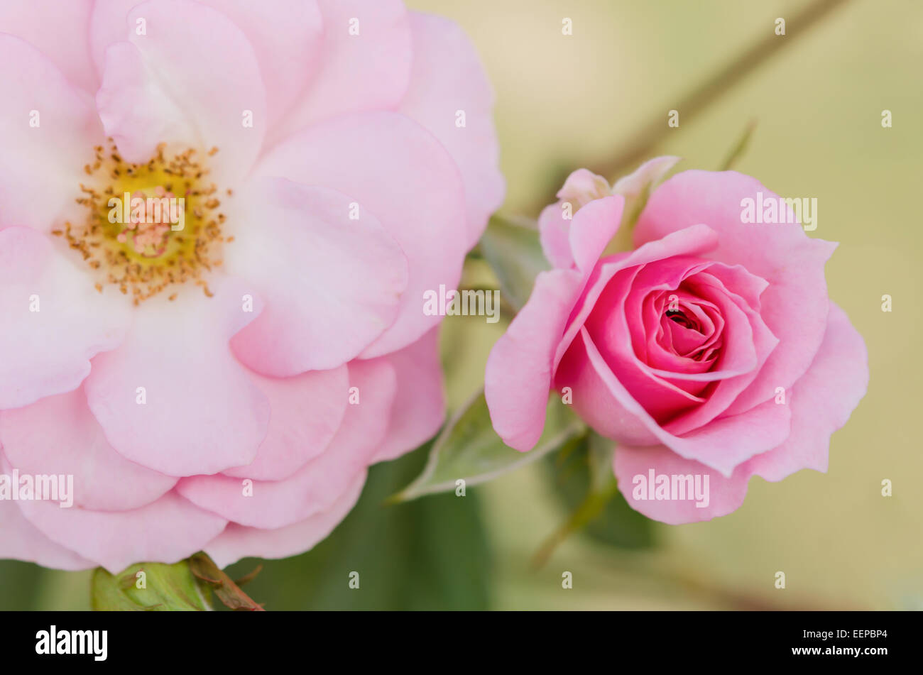 close up pink rose flowers in a garden Stock Photo - Alamy
