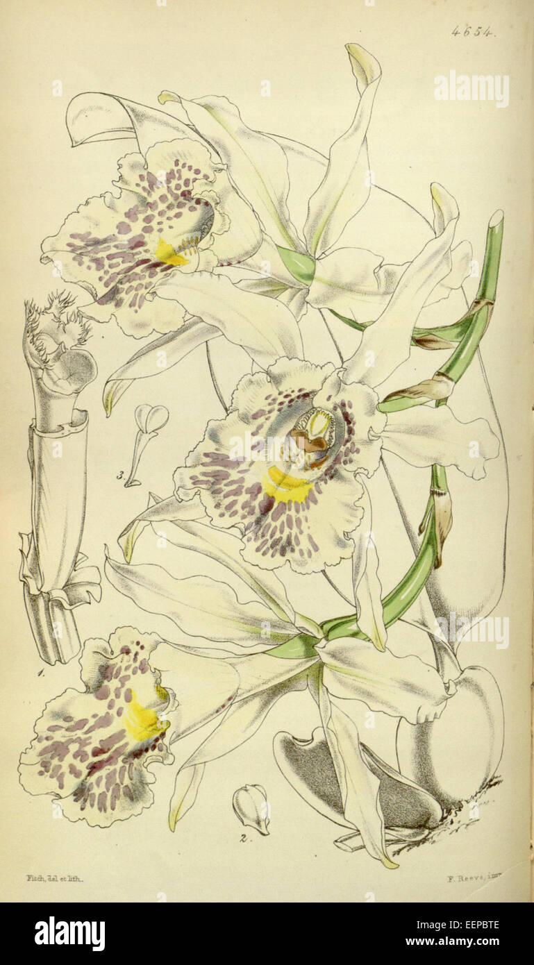Trichopilia suavis - Curtis' 78 (Ser. 3 no. 8) pl. 4645 (1852) Stock Photo