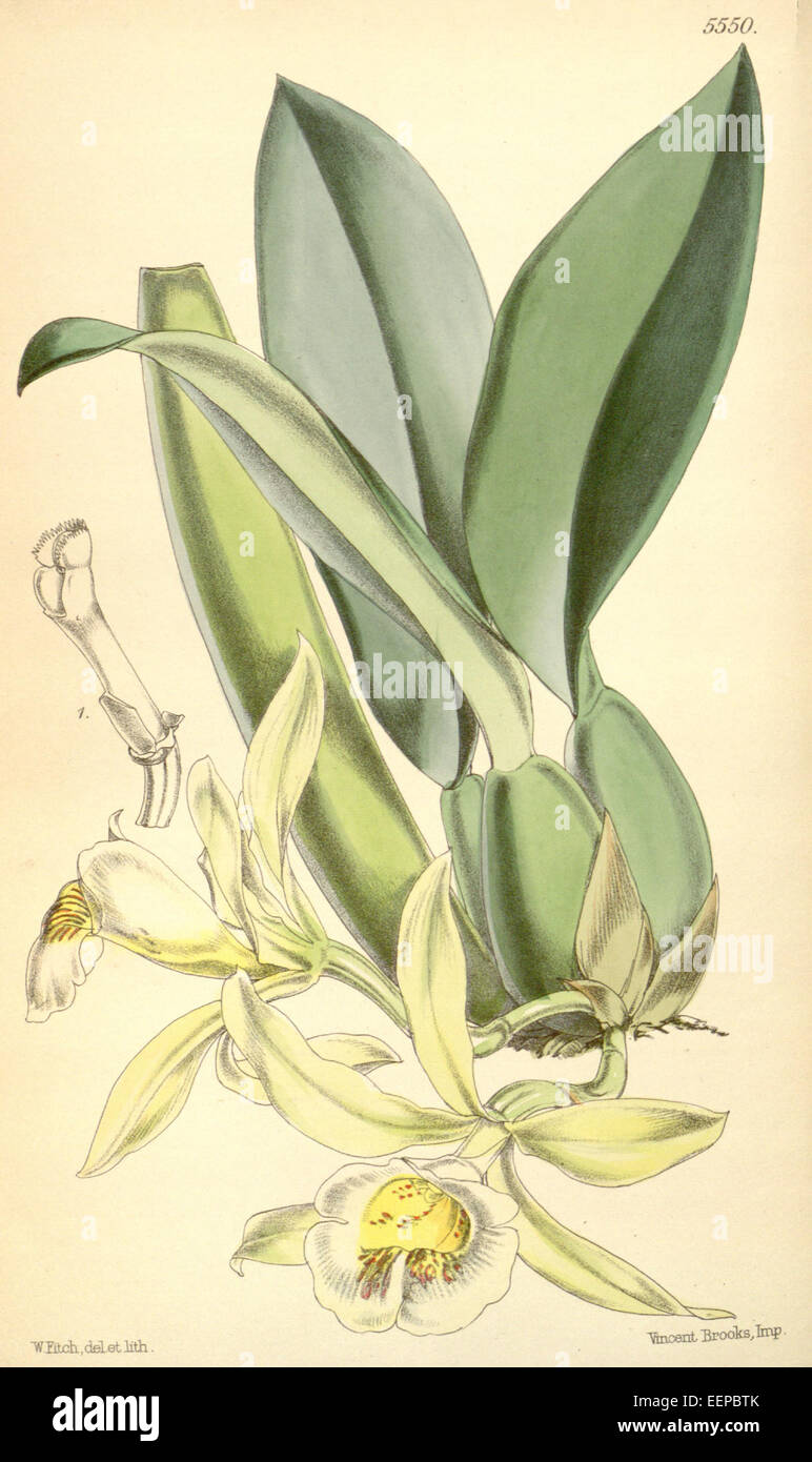 Trichopilia turialbae (spelled Trichopilia turialvae) - Curtis' 91 (Ser. 3 no. 21) pl. 5550 (1865) Stock Photo