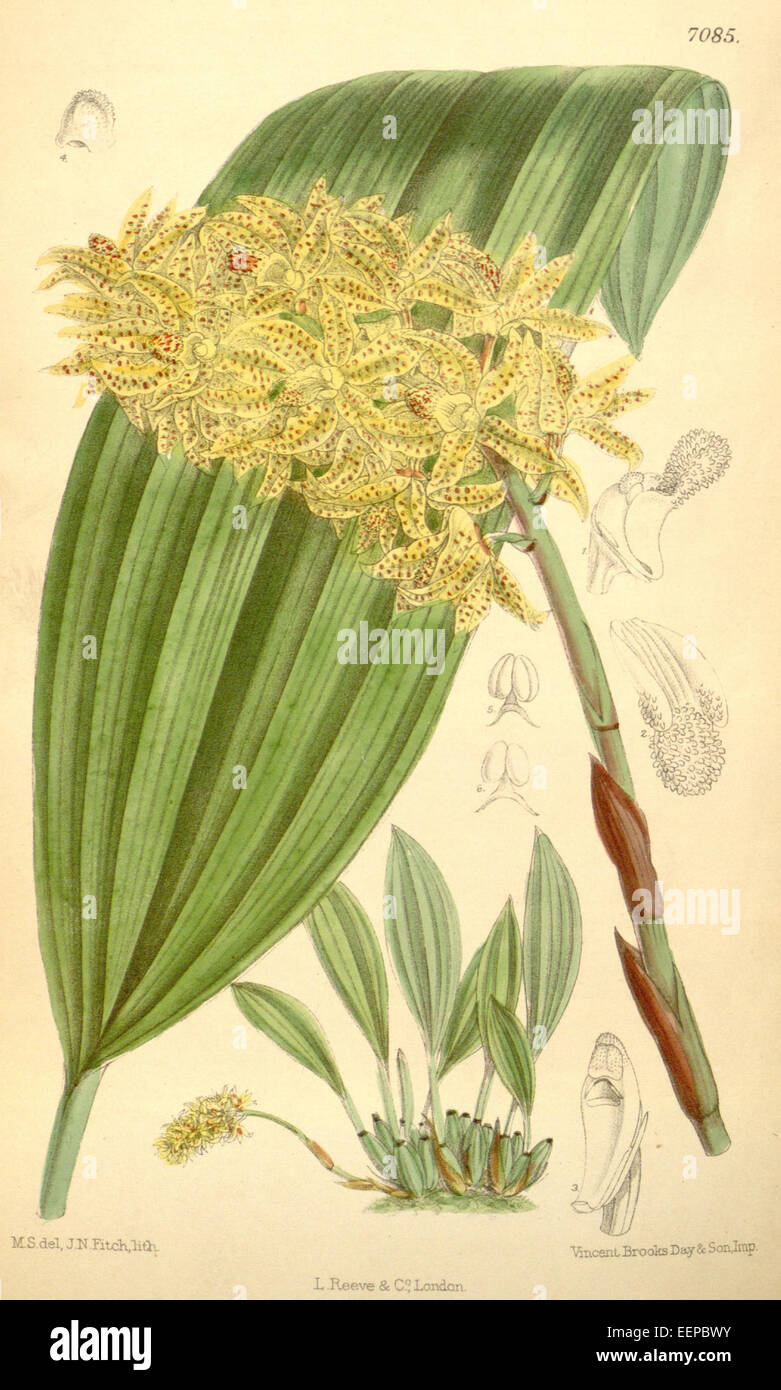 Xylobium leontoglossum - Curtis' 115 (Ser. 3 no. 45) pl 7085 (1889) Stock Photo