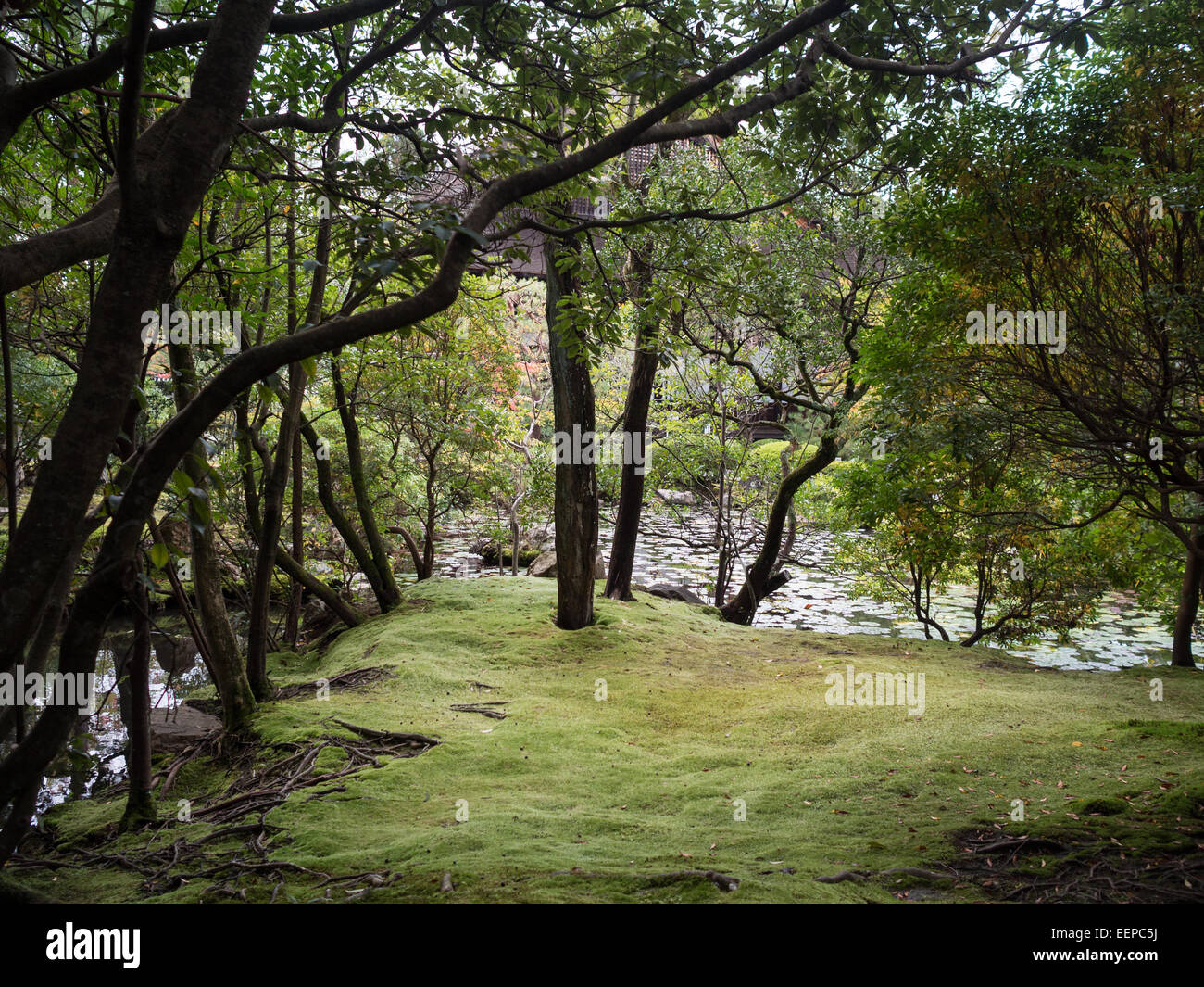 Garden landscape with moss and trees, Kobori Enshu Konchi-in temple Stock Photo