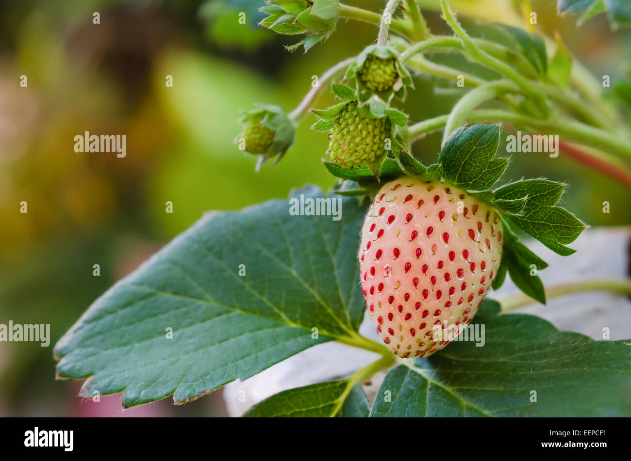 Red strawberry leaf hi-res stock photography and images - Alamy