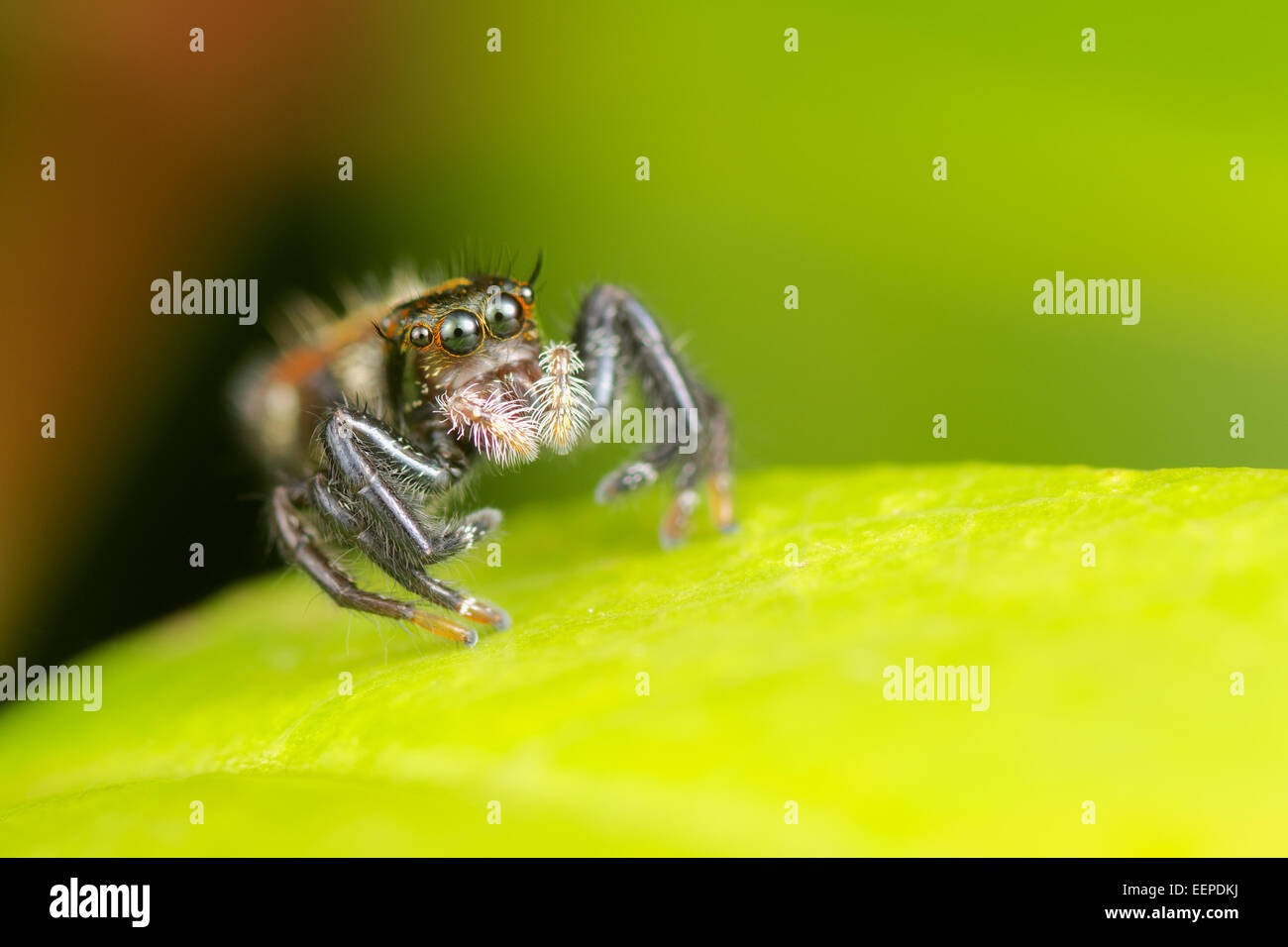 Jumping Spider, Thailand. Stock Photo