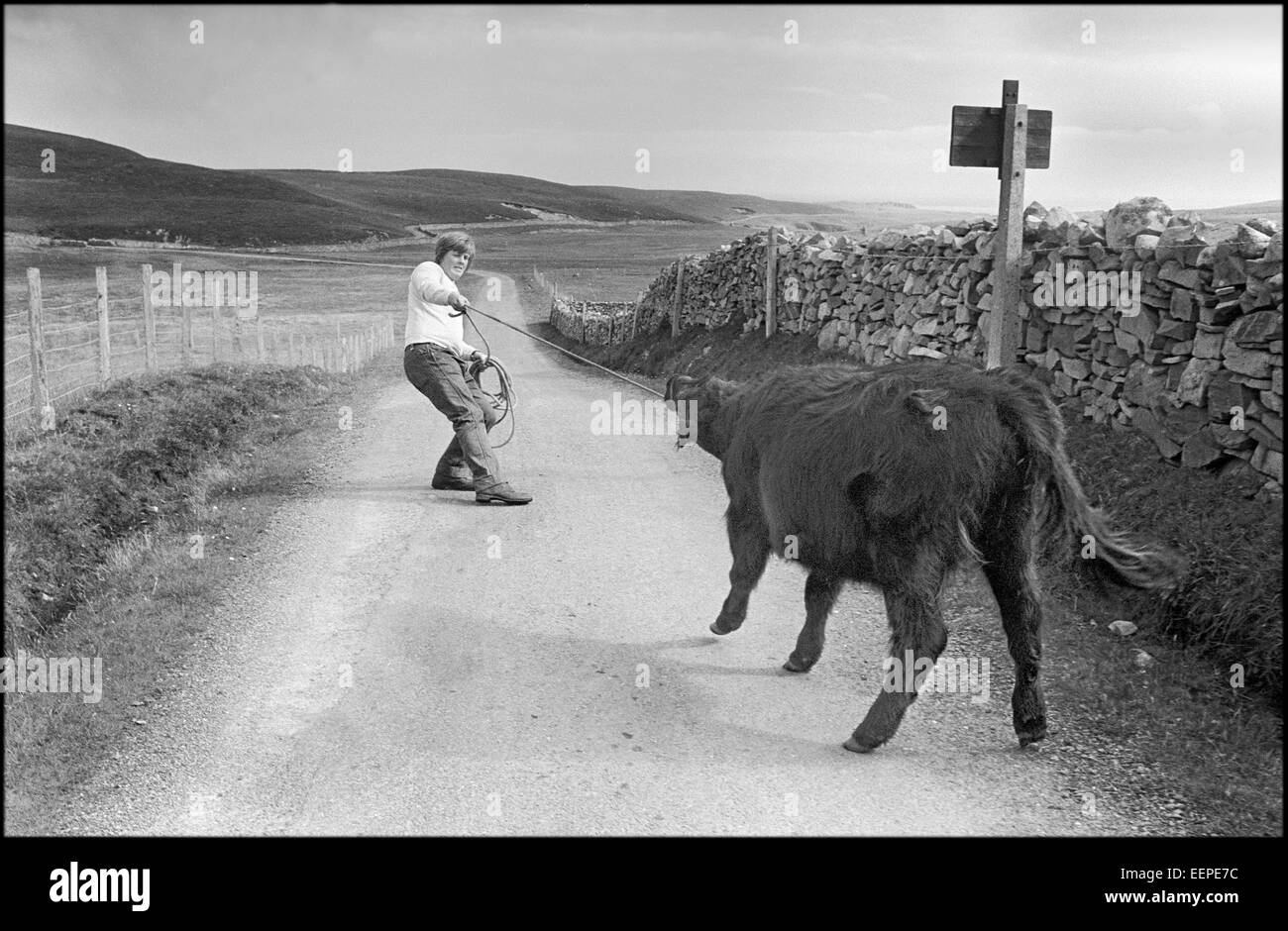 Taking Fair Isle cattle to the MV Islander Stock Photo Alamy