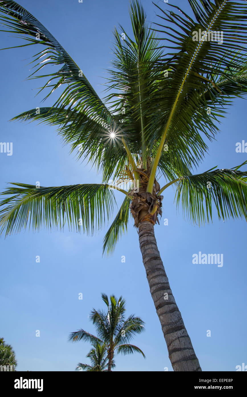 Coconut Palm trees against blue sky Stock Photo