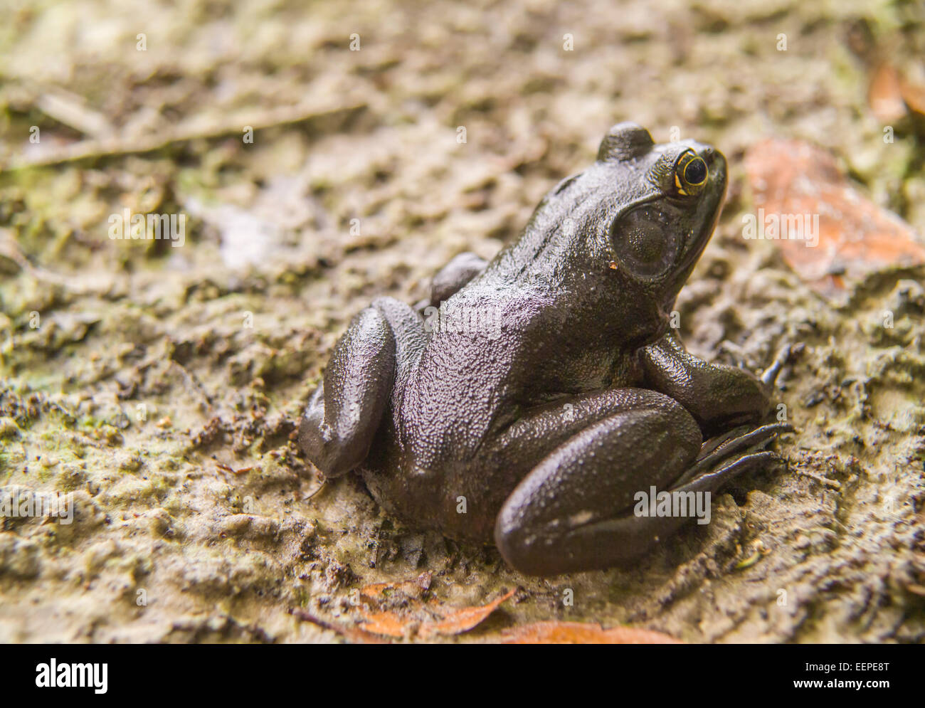 River Frog (Rana hecksheri) at Juniper Creek, Ocala National Forest, Florida Stock Photo