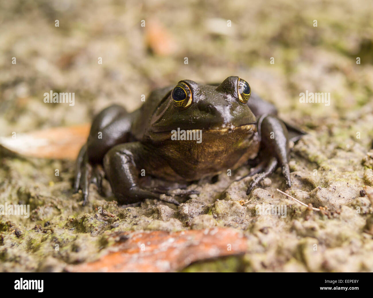 River Frog (Rana hecksheri) at Juniper Creek, Ocala National Forest, Florida Stock Photo