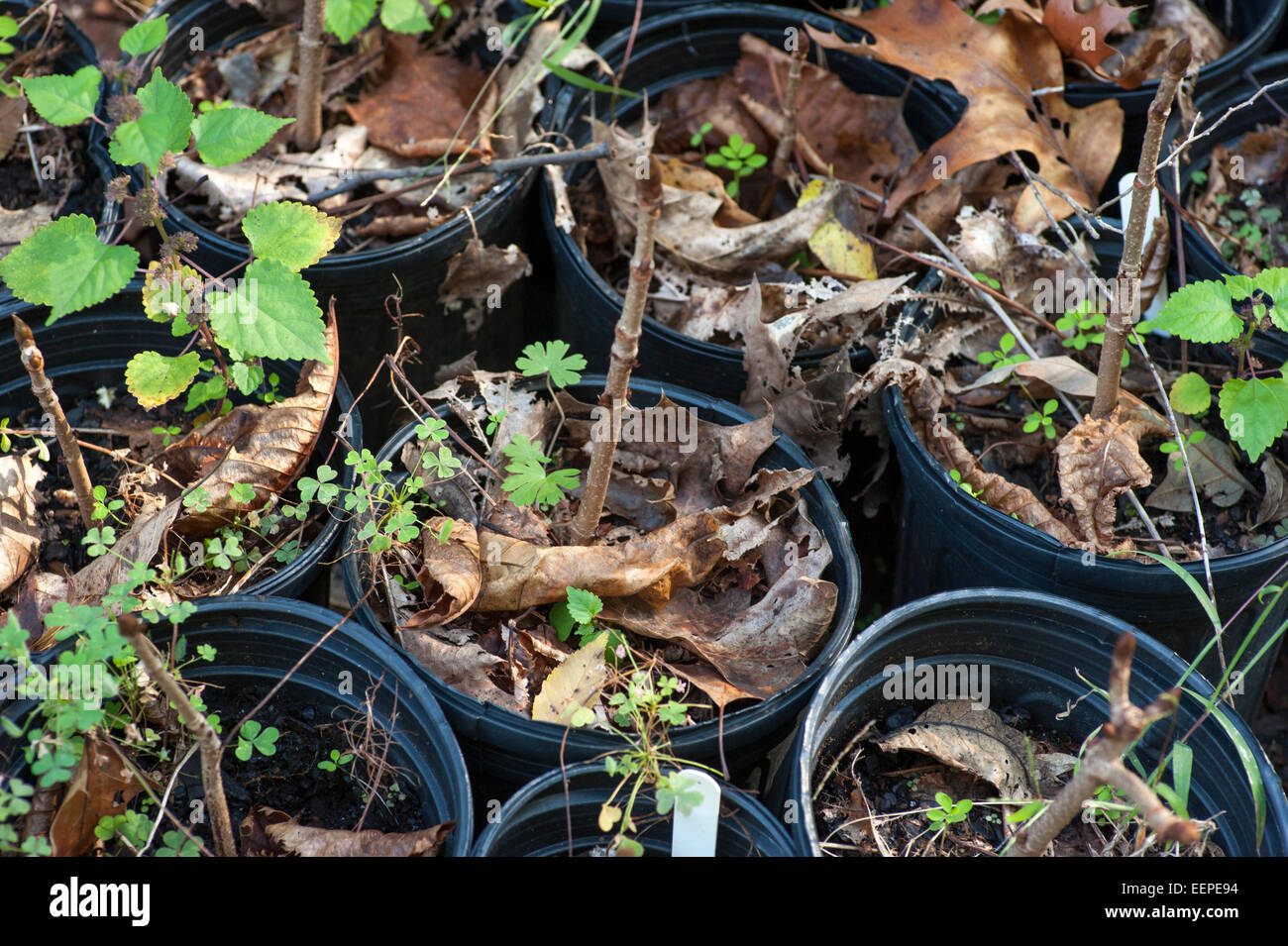 Dormant potted nursery plants overgrown Stock Photo