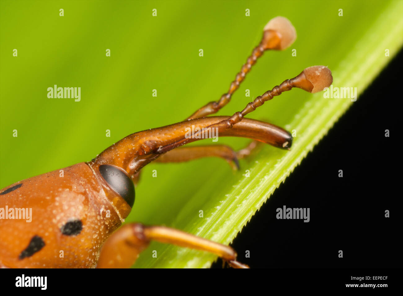 Palm Weevil Rhynchophorus Stock Photo Alamy