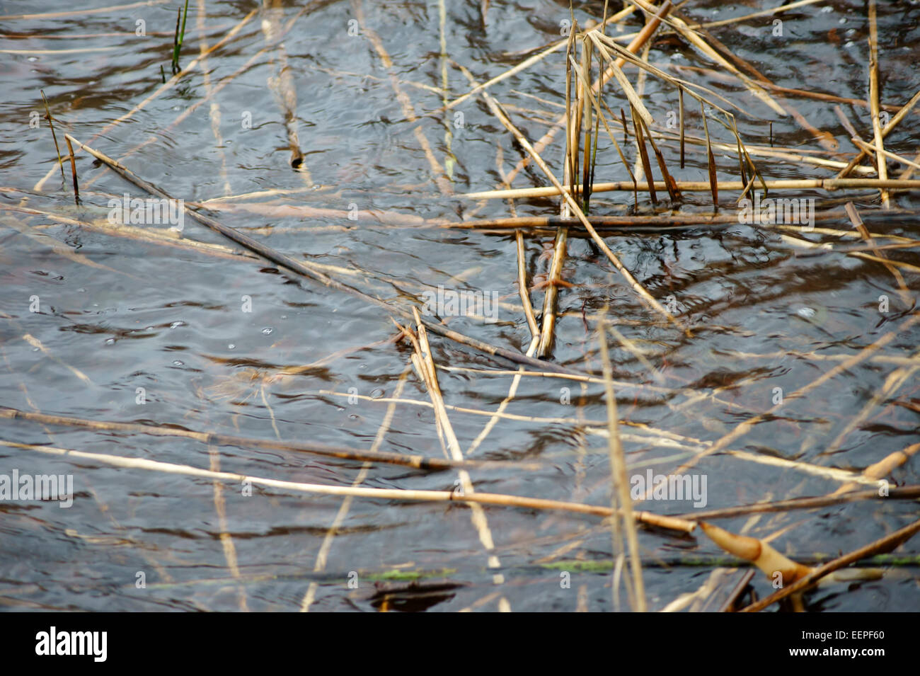 Water with reed Stock Photo Alamy