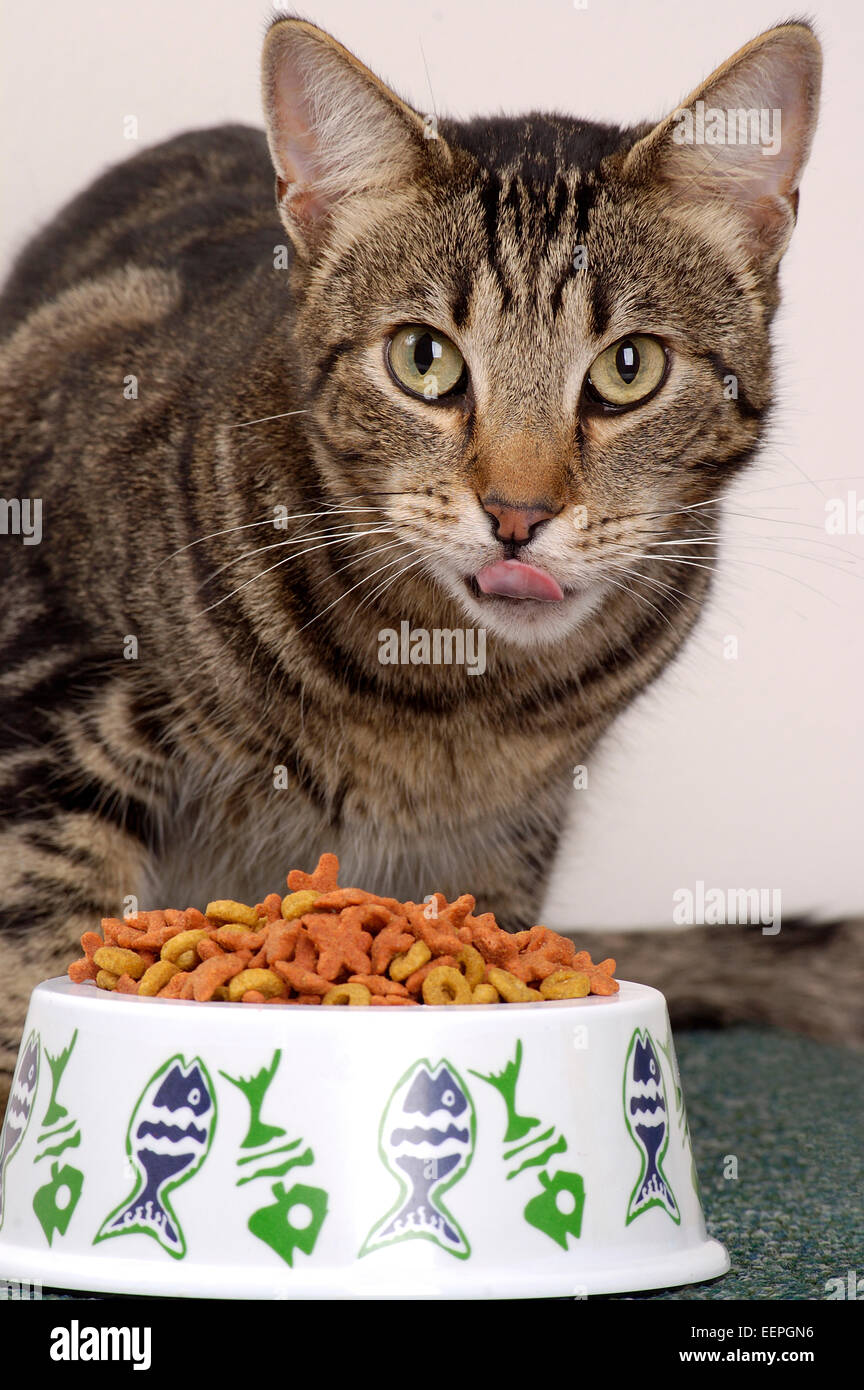 Tabby cat eating dry cat kibble food from a decorative bowl or dish Stock Photo Alamy