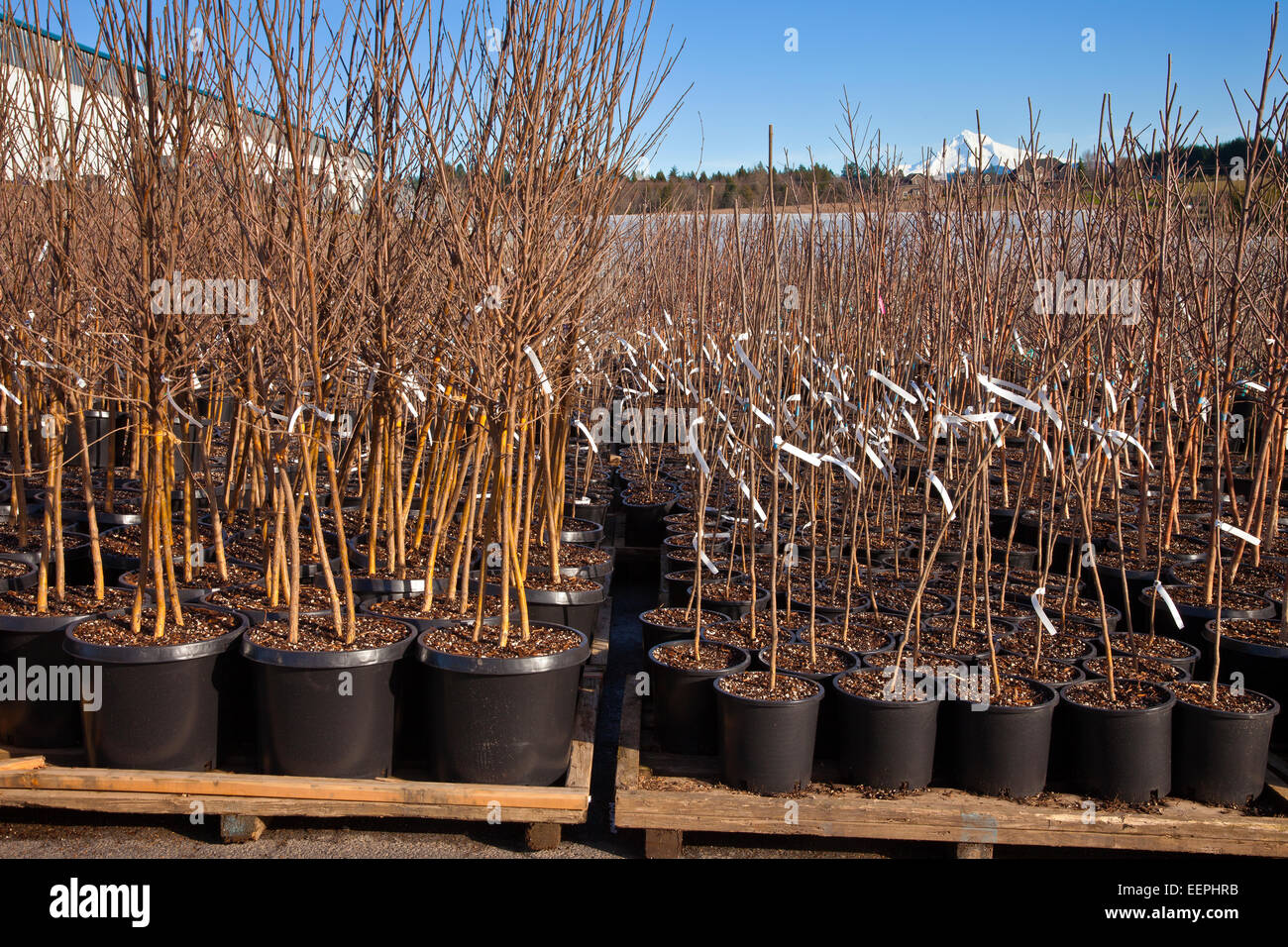 Seedling plants ready in pots at a plant nursery Oregon Stock Photo Alamy
