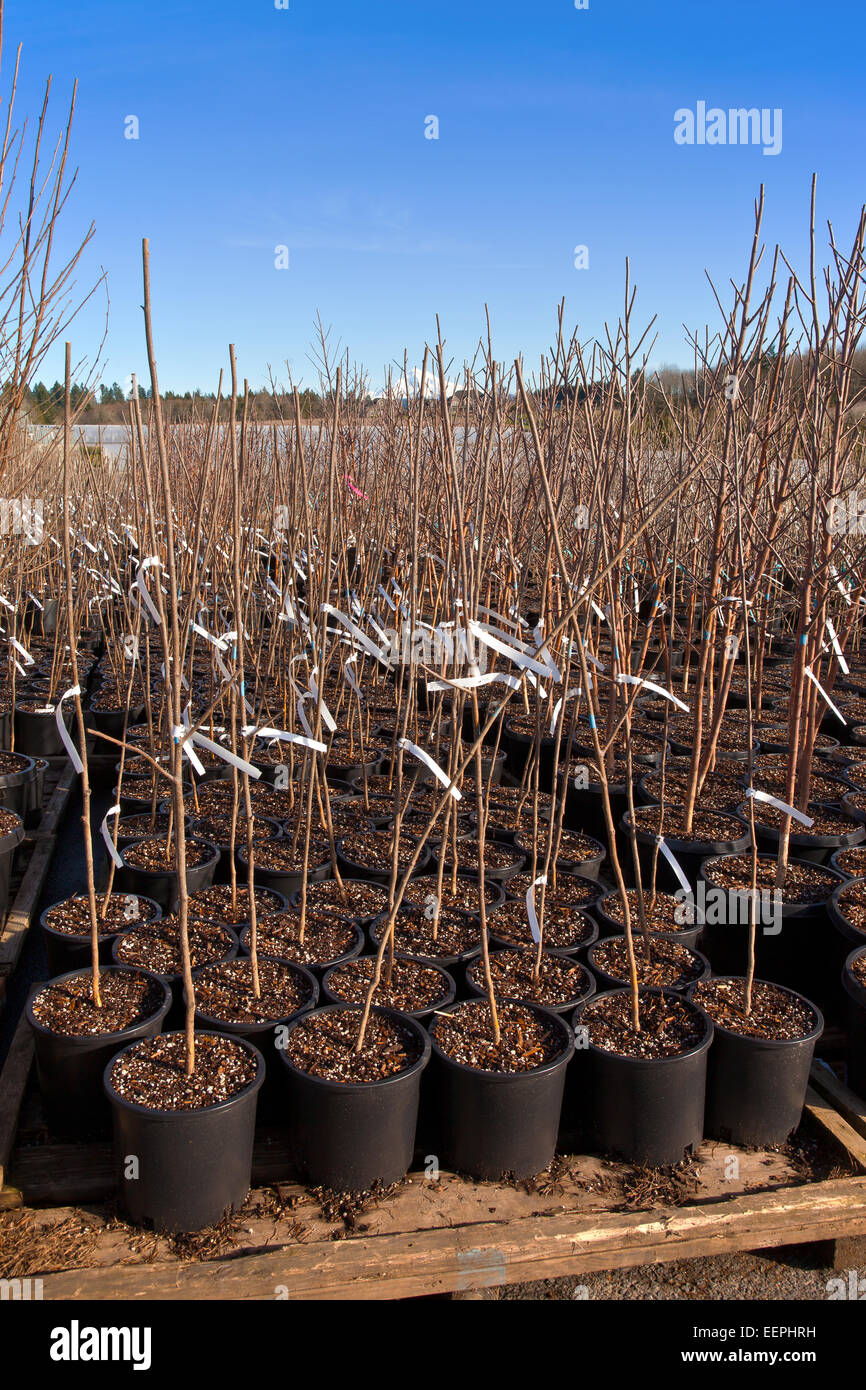 Seedling plants ready in pots at a plant nursery Oregon Stock Photo Alamy