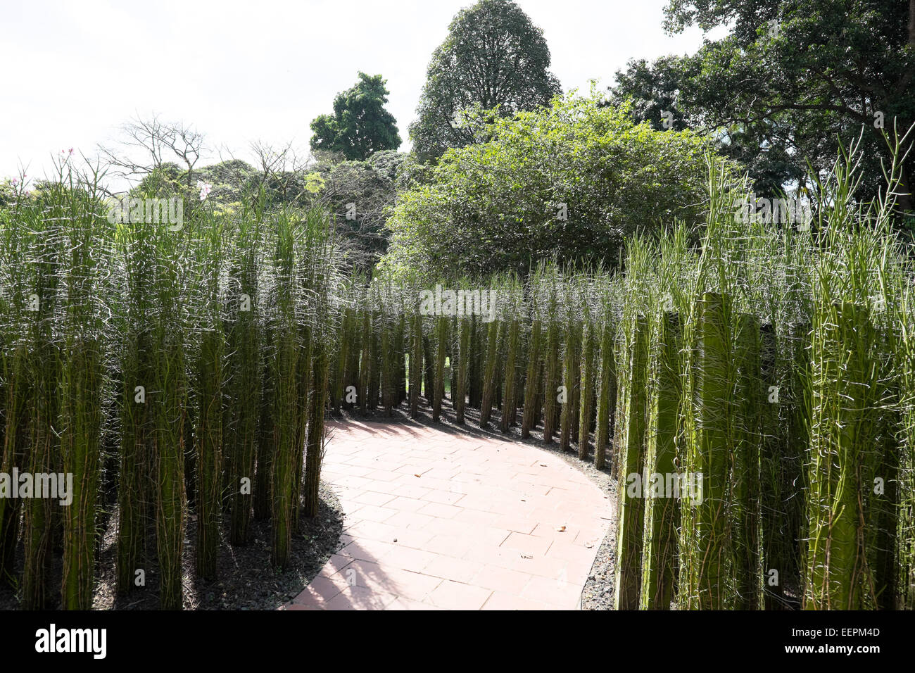 Vanda  Miss Joaquim. Singapore Botanic Gardens. Stock Photo