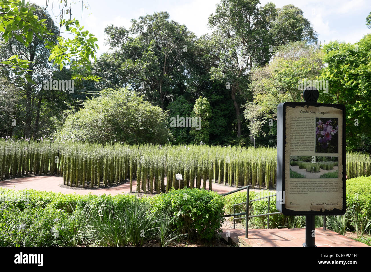 Vanda  Miss Joaquim. Singapore Botanic Gardens. Stock Photo