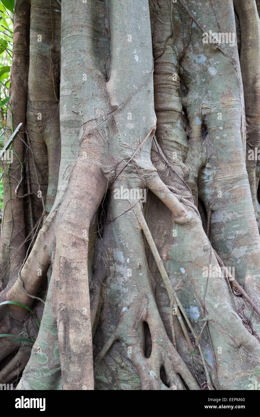 Singapore Tree Top nature walk. Banyan tree roots Stock Photo Alamy