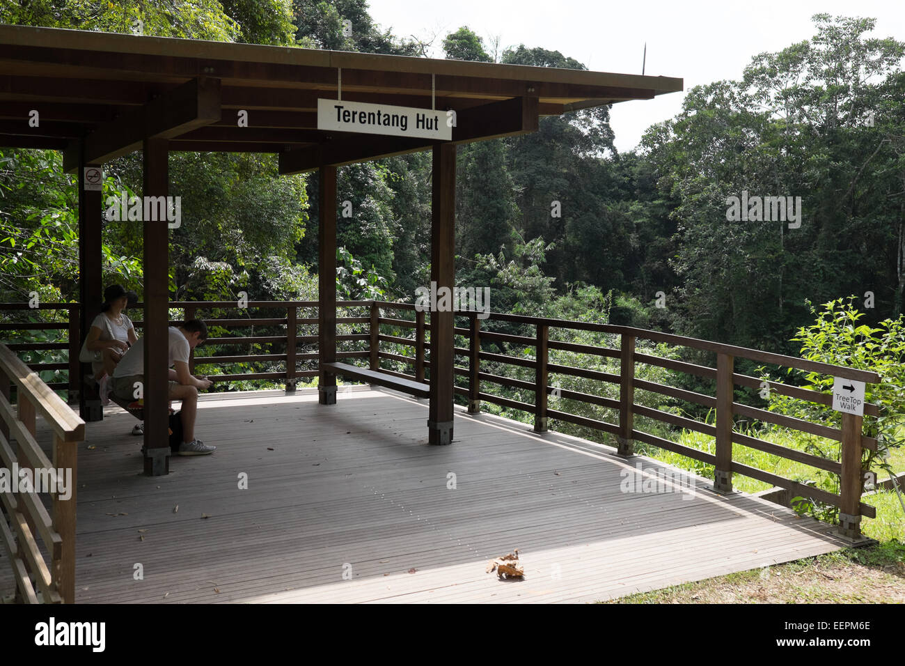 Singapore Tree Top nature walk. Stock Photo