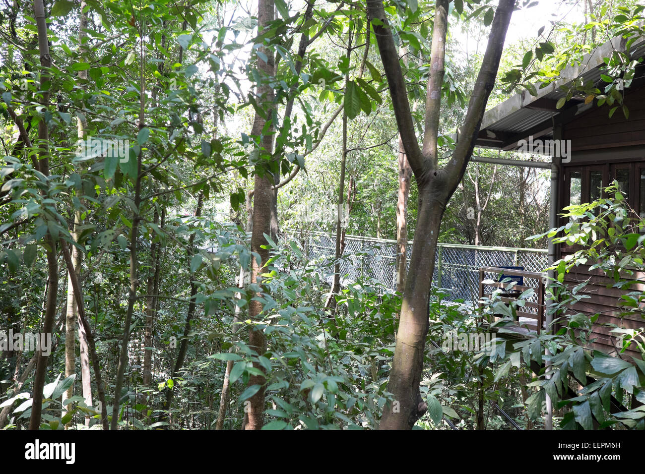 Singapore Tree Top nature walk. Stock Photo