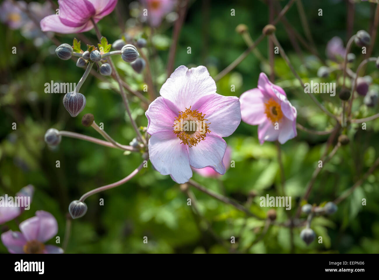 'September Charm' Anemone is an herbaceous perennial Stock Photo