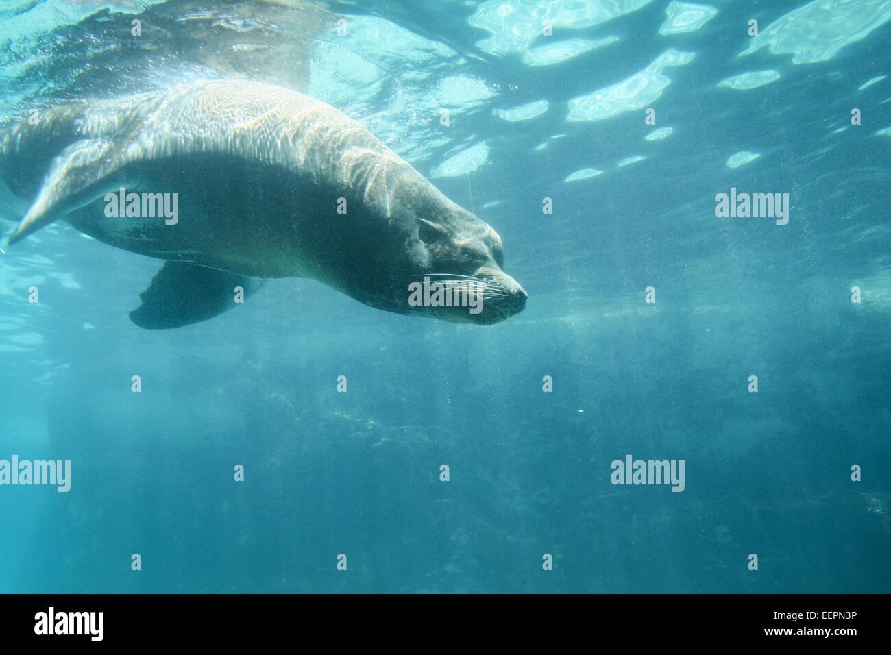 Sea lion diving underwater in zoo Stock Photo Alamy