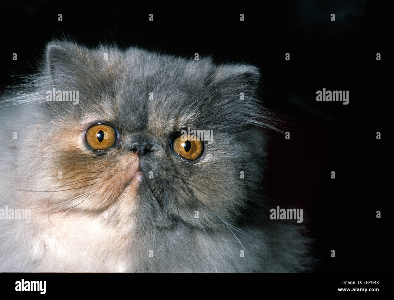 Bicolor Persian cat (Felis catus), Felidae Stock Photo