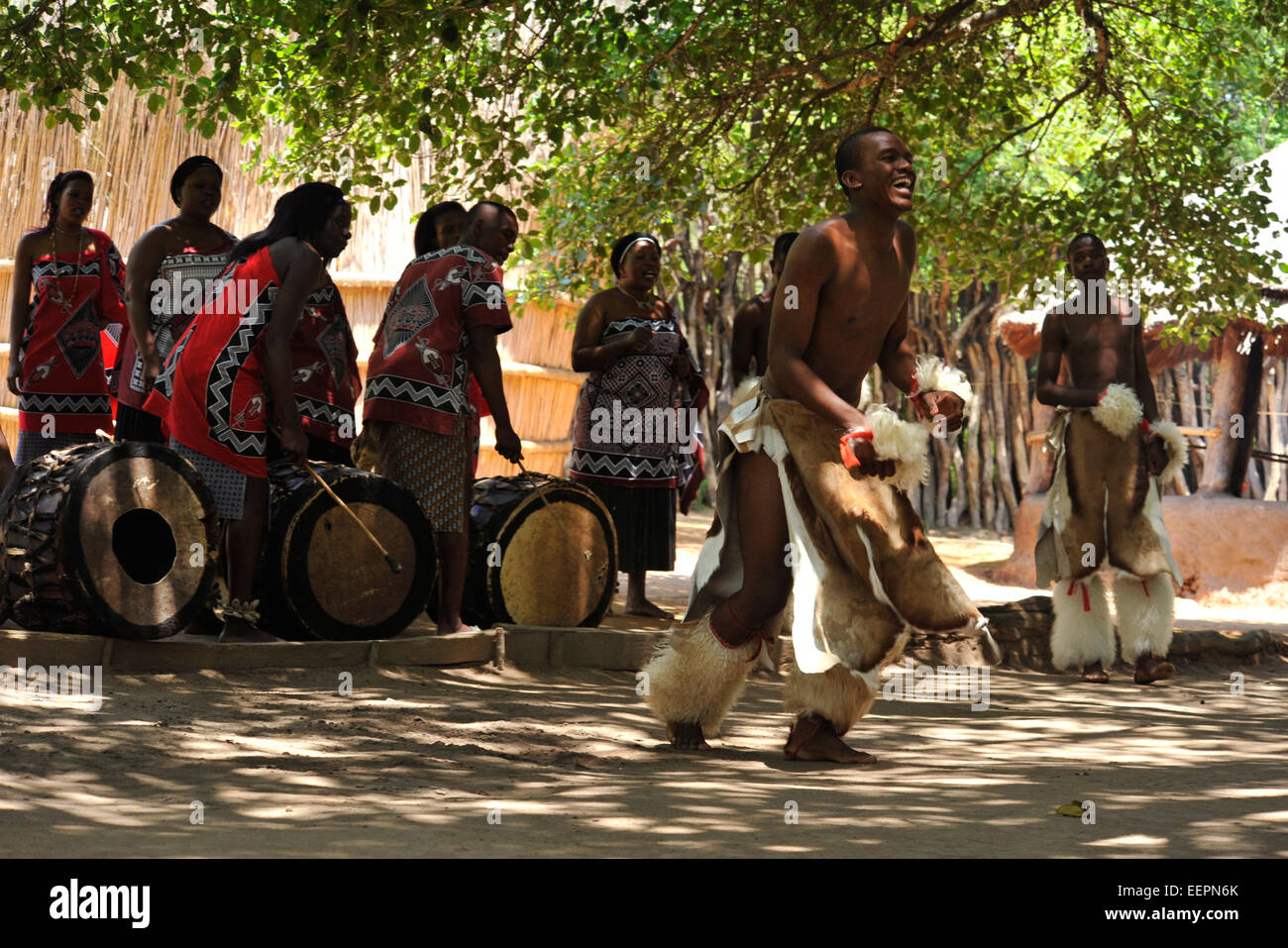 Adult male Swazi dancer in warrior dress performing traditional war dance with musicians and singers entertaining tourists, Matsamo, Swaziland Stock Photo