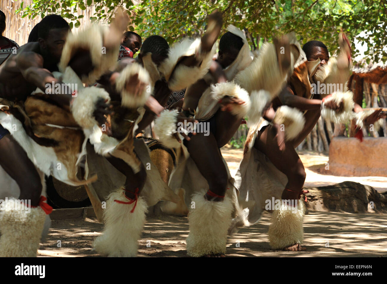 Matsamo, Swaziland, high kicking Swazi dancers perform energetic war dance at Matsamo cultural village, traditional dancing Stock Photo