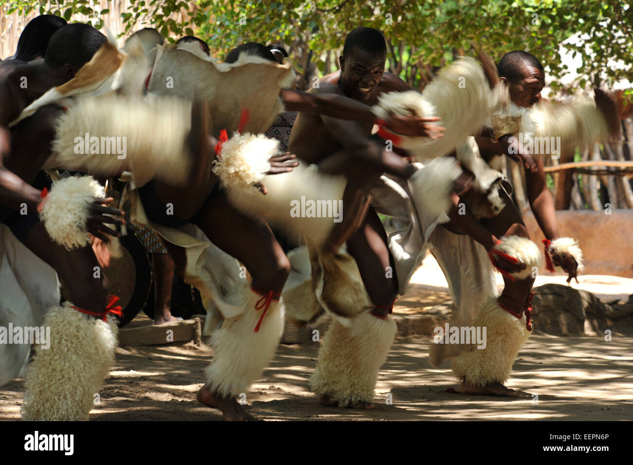 Group of male Swazi dancers performing high energy war dance for tourists at Matsamo culture village, Swaziland Cultures Travel destinations Stock Photo