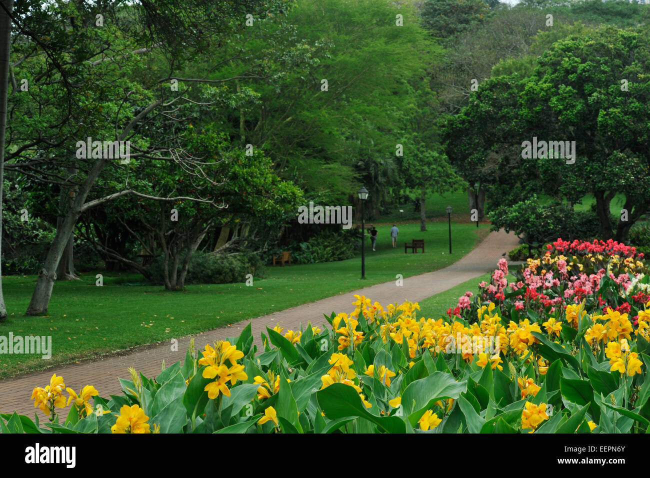 Durban, KwaZuluNatal, South Africa, colourful Canna flowers in city