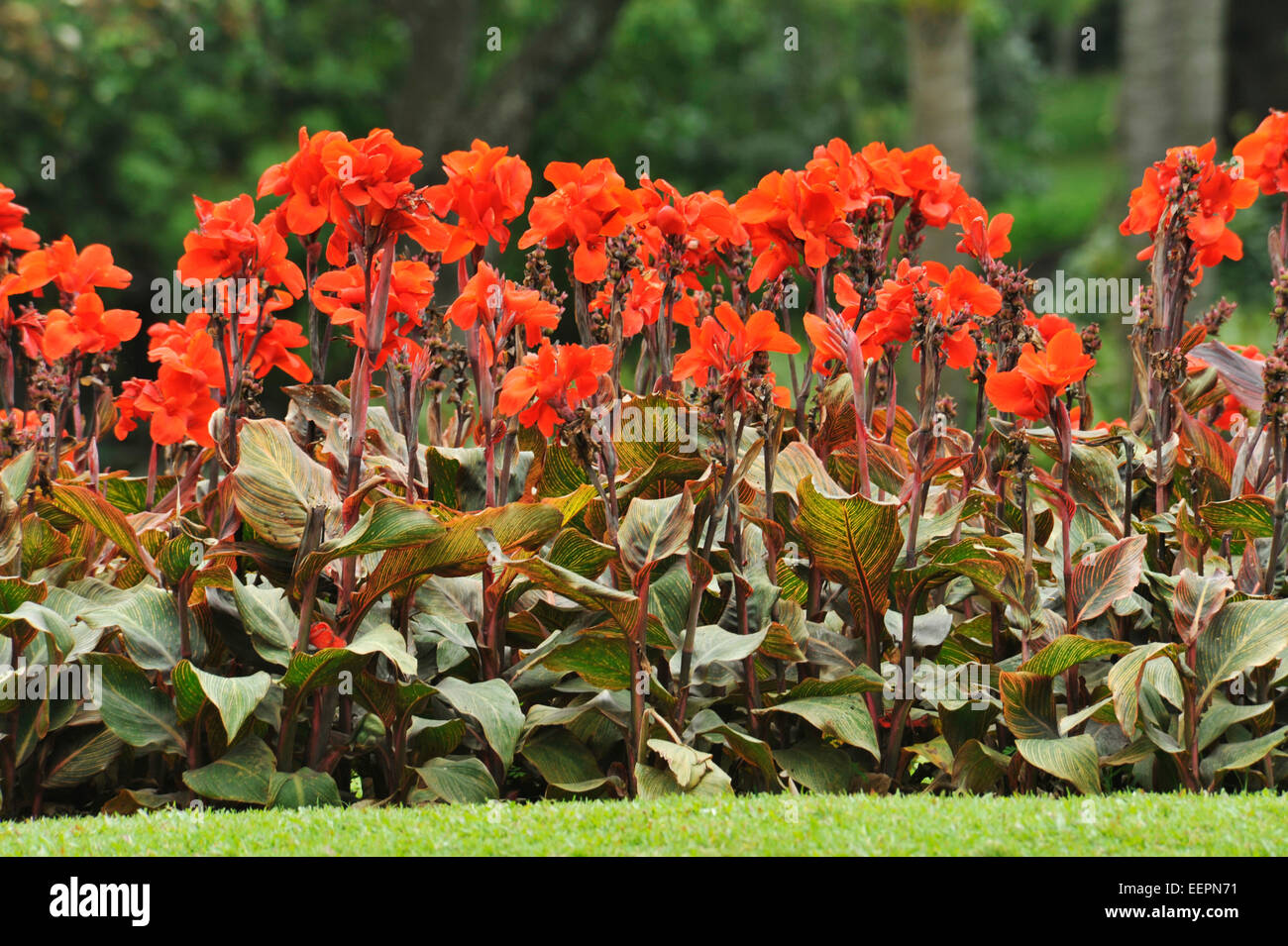 Durban, KwaZuluNatal, South Africa, Gardens, red flowers of Canna