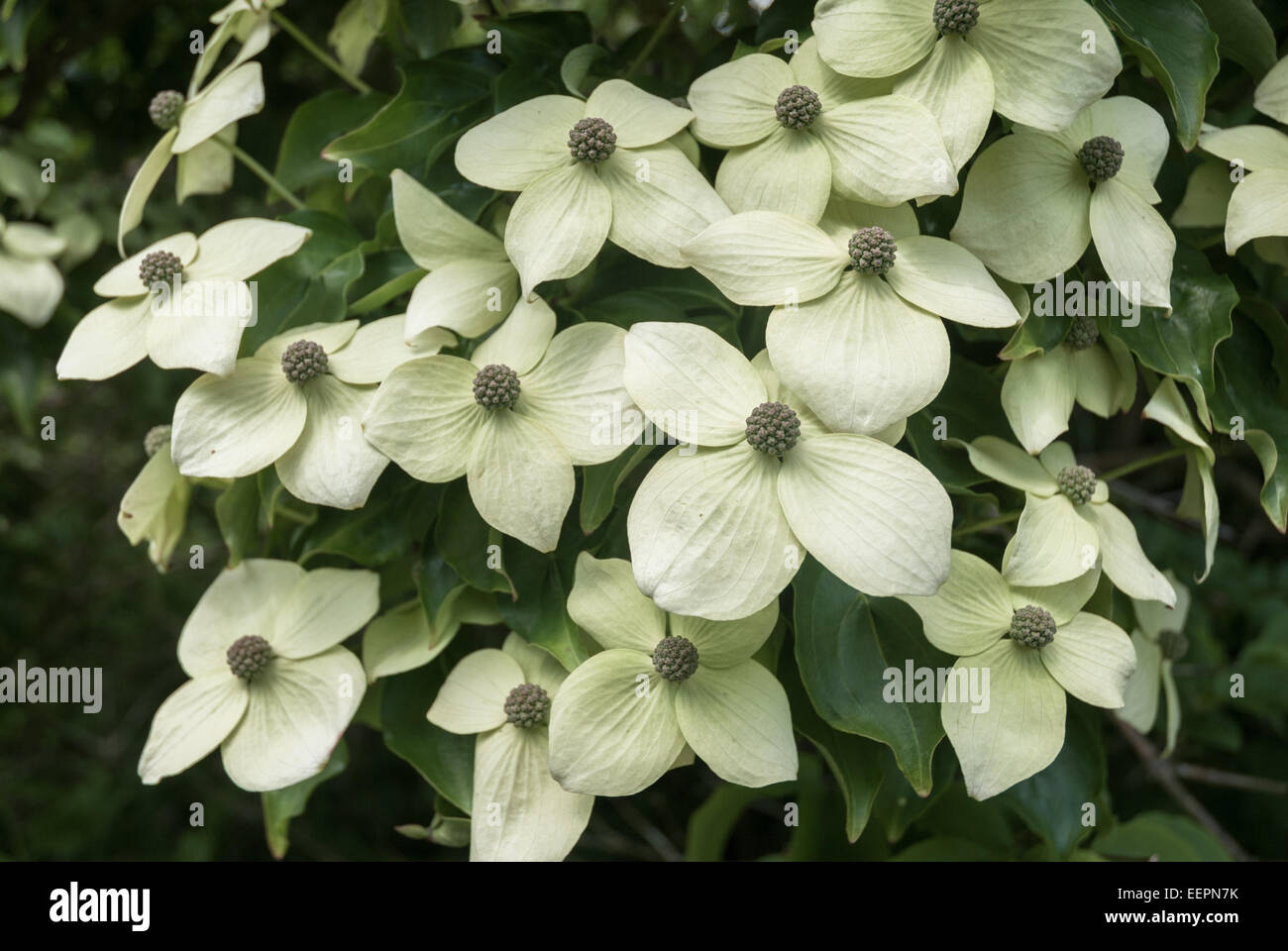 Dogwood queen hires stock photography and images Alamy