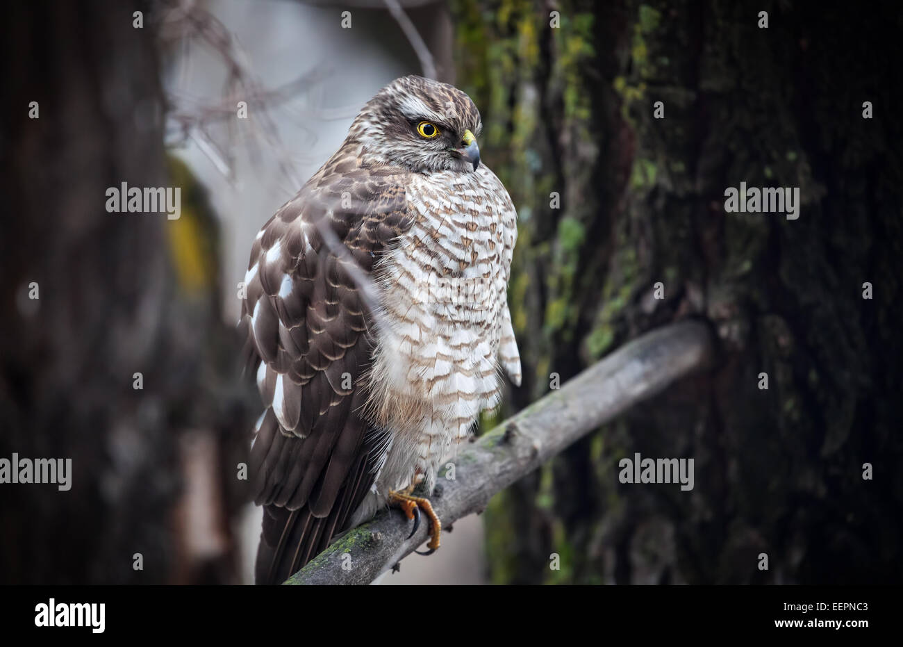 Saker falcon sitting on the branch in the forest Stock Photo