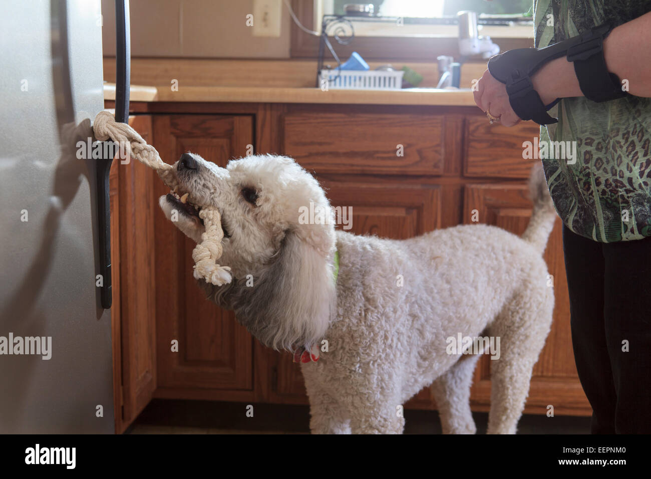 Poodle service dog opening a refrigerator with a handle Stock Photo Alamy