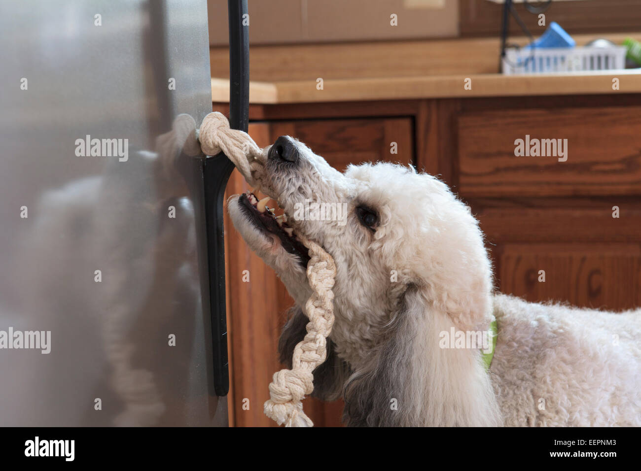 Poodle service dog opening a refrigerator with a handle Stock Photo Alamy