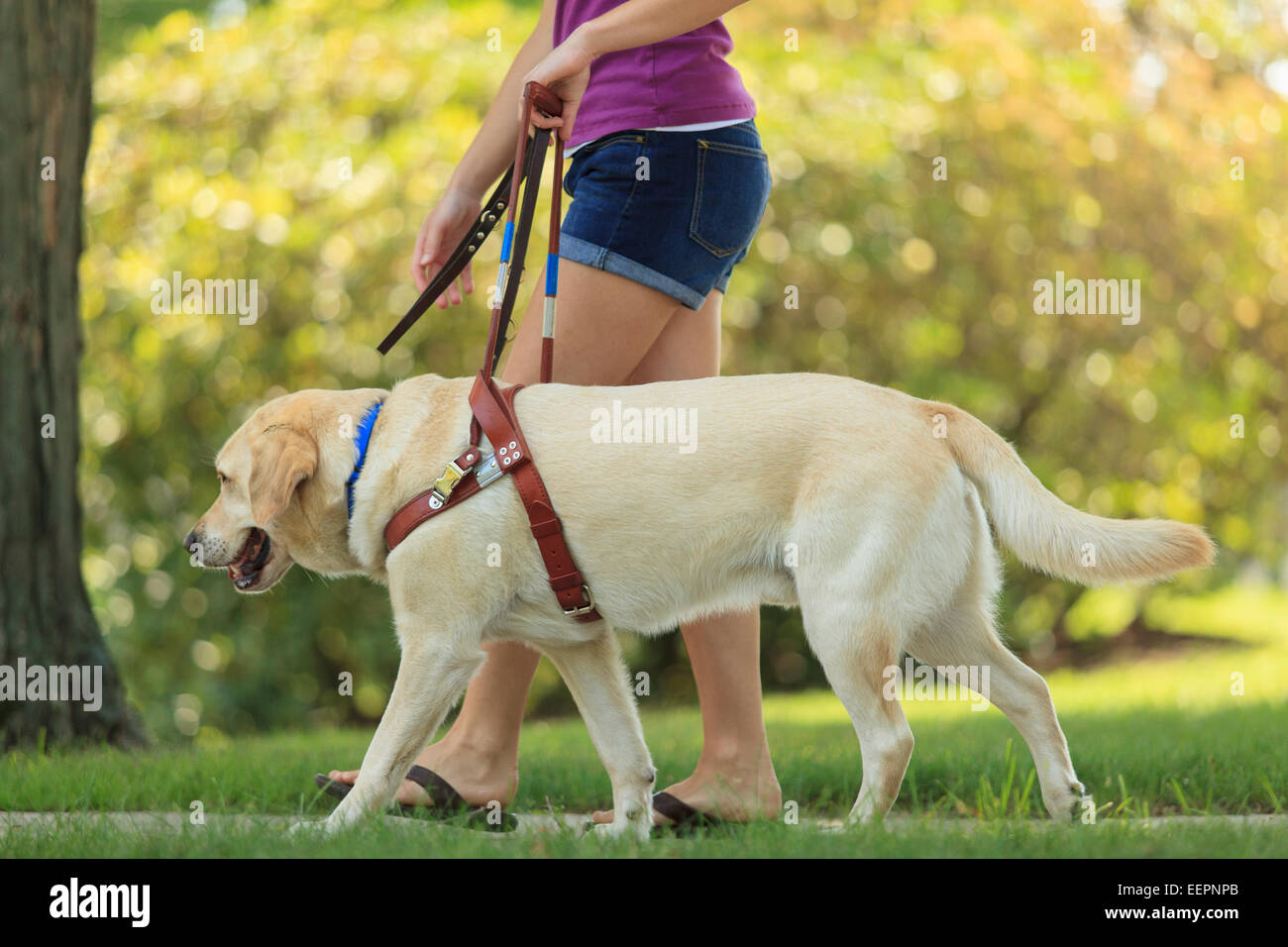 Woman with visual impairment walking with her service dog Stock Photo