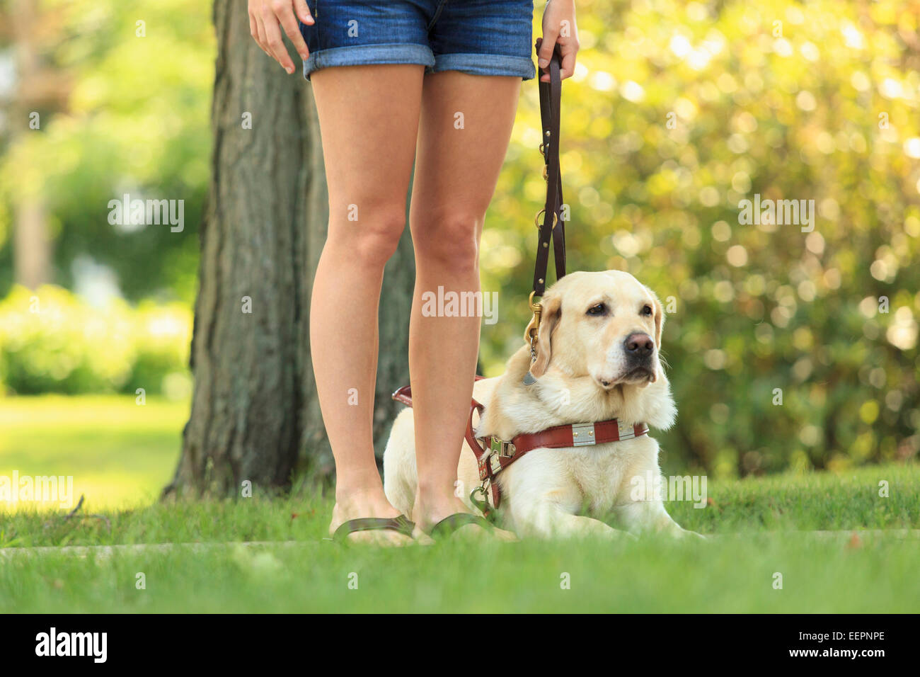 Woman with visual impairment with her sitting service dog Stock Photo