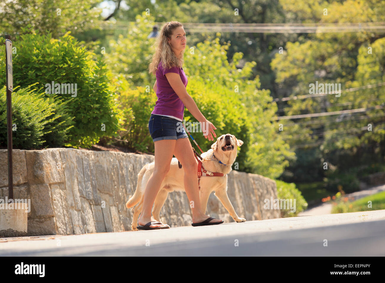 Student with visual impairment directing her service dog to turn Stock ...