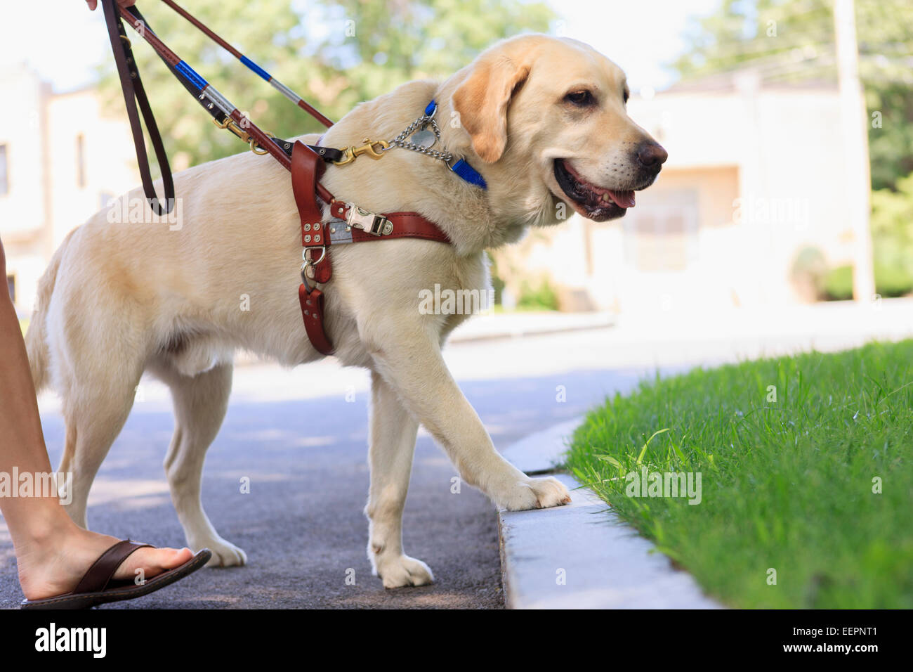 Dog Waits on the Curb for a Month After His Family Abandons Him During a Move picture Dog Waits on the Curb for a Month After His Family Abandons Him During a Move pictures
