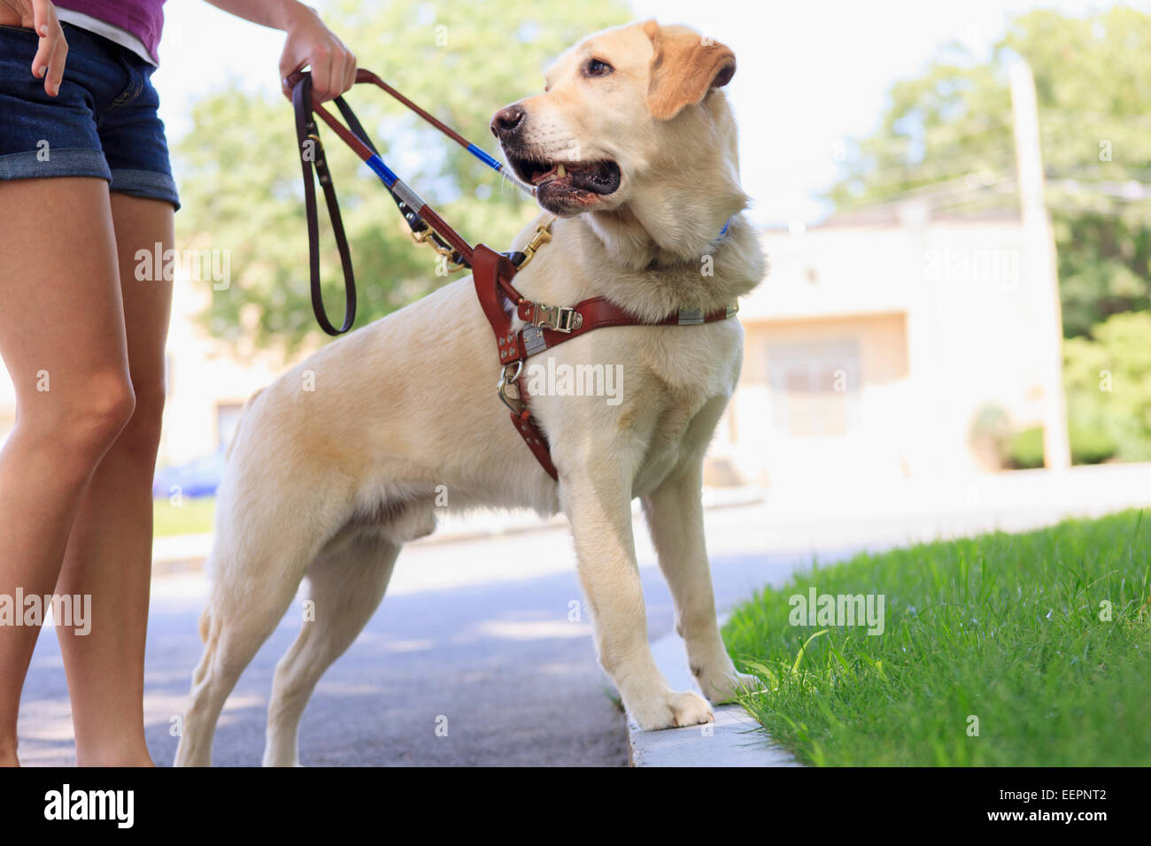 Service dog helping a woman with visual impairment at a curb Stock Photo