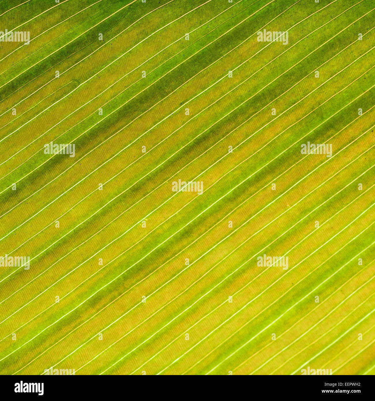 Green leaf abstract background texture Stock Photo