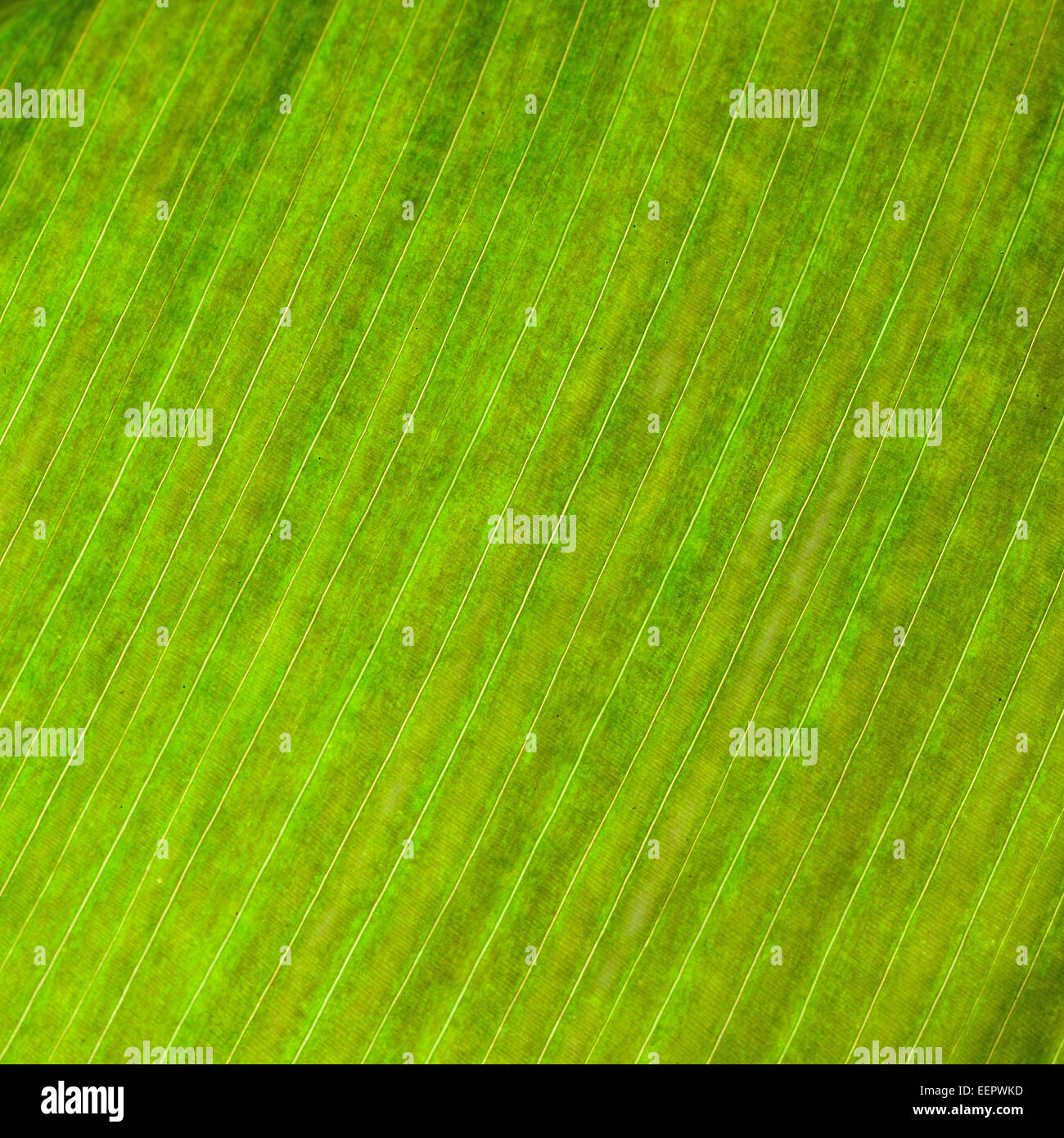 Green leaf abstract background texture Stock Photo