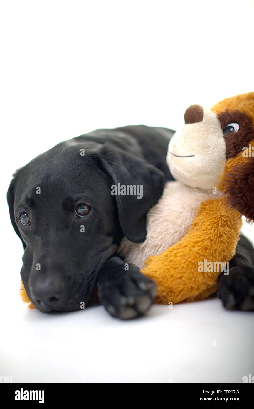 black labrador cuddly toy