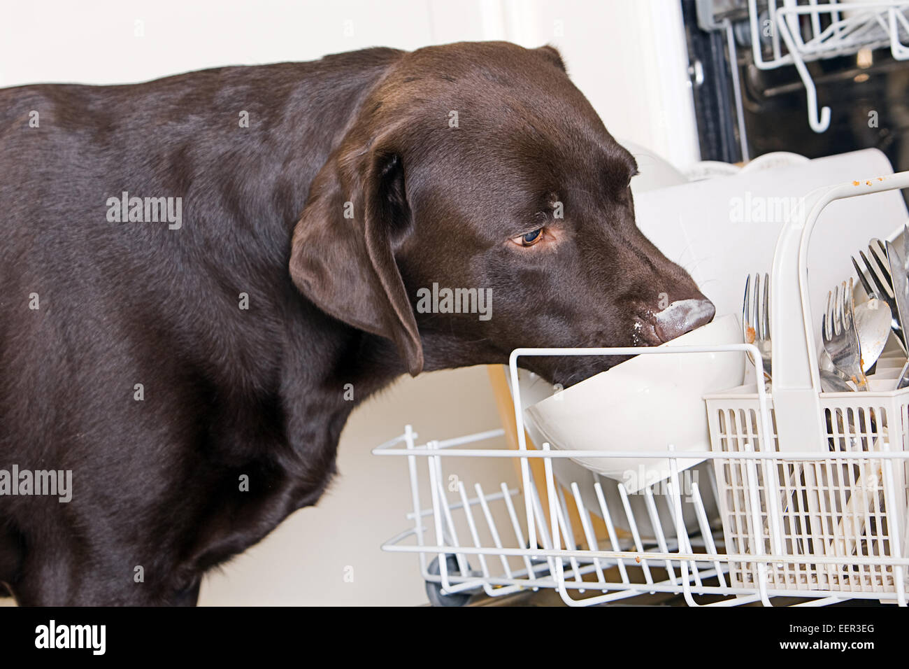 Labrador in the Dishwasher! Stock Photo