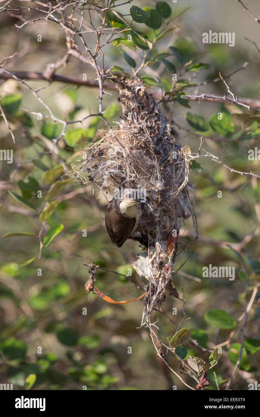Female purple-rumped sunbird (Leptocoma zeylonica) on nest Stock Photo
