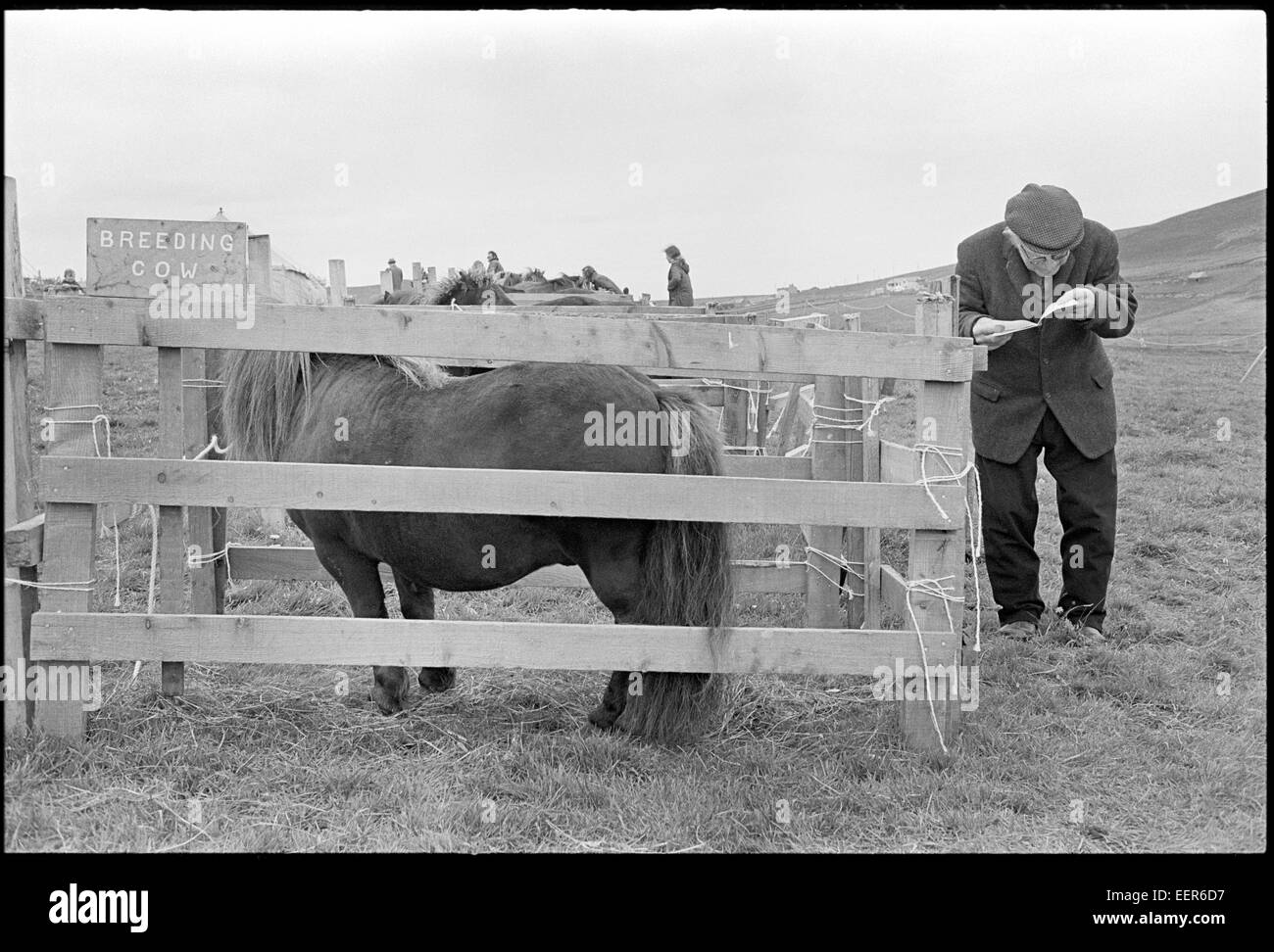 Agricutural show, Shetland.Wrong signeage. Stock Photo