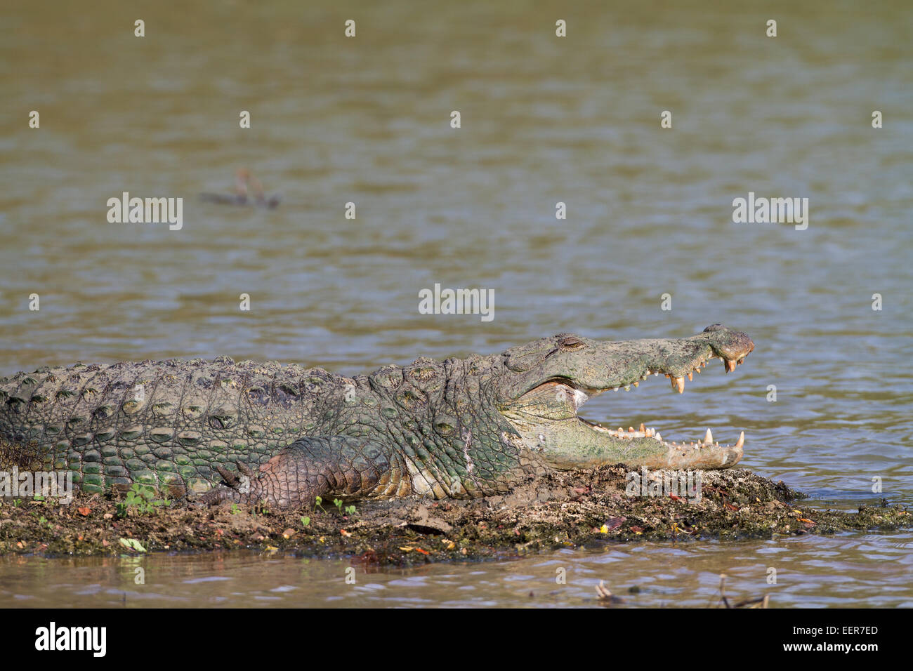 The mugger crocodile Crocodylus palustris Stock Photo