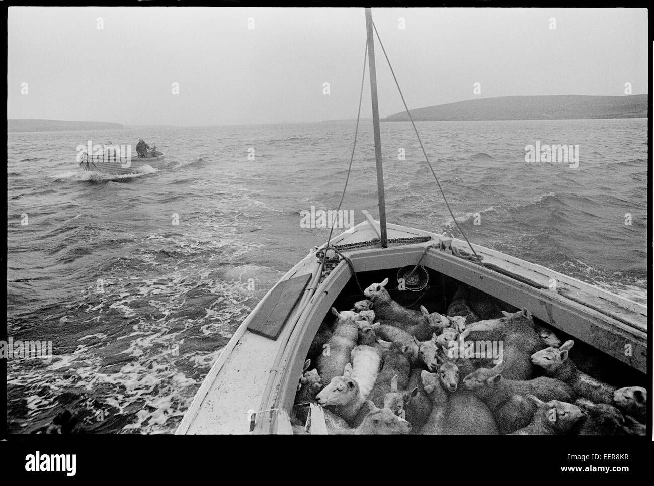 Bringing sheep in from outlying Islands, Shetland. Stock Photo
